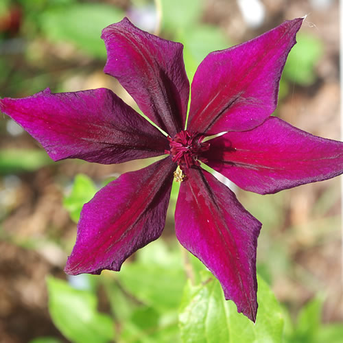 Clematis hybrida Versailles